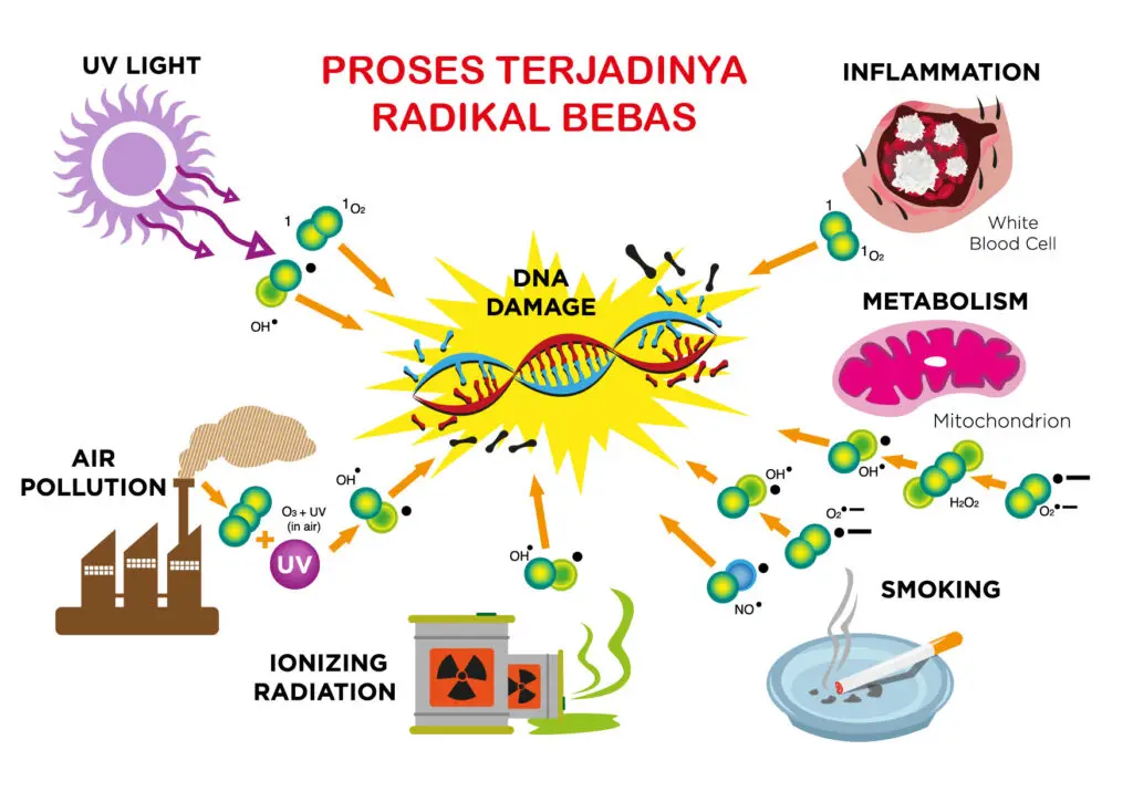 anti oksidan, radikal bebas, proses terjadinya radikal bebas