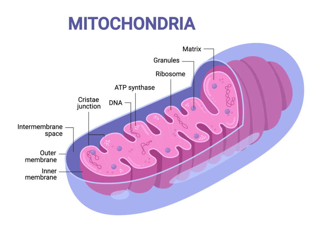 air minum hirogen dengan ilustrasi kemapuan hidrogen meyerap hingga mitochondria
